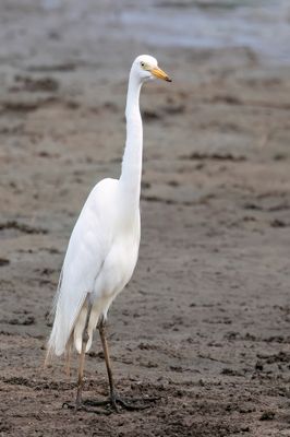 Yellow-billed Egret - Geelbekzilverreiger - Hron  bec jaune