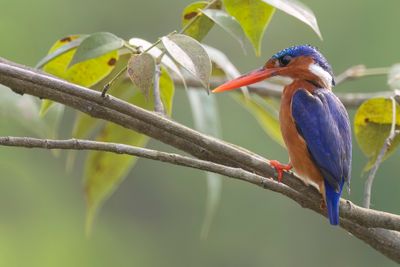 Malachite Kingfisher - Malachietijsvogel - Martin-pcheur hupp