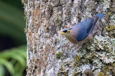 Sulphur-billed Nuthatch - Filipijnse Boomklever - Sittelle des Philippines