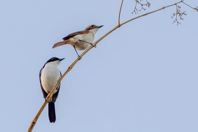 White-bellied Bushchat - Timorpaapje - Tarier  gorge blanche (m+f)