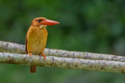 Ruddy Kingfisher - Rosse IJsvogel - Martin-chasseur violet