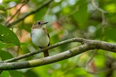 Philippine Jungle Flycatcher - Filipijnse Junglevliegenvanger - Gobemouche à queue marron