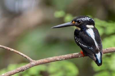 Birds of The Philippines remote 2025