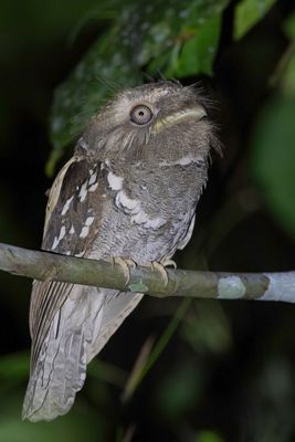 Philippine Frogmouth - Filipijnse Kikkerbek - Podarge des Philippines