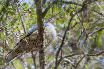 BF6E1022 Red-eared Fruit-dove-SAI-stabilize.JPG