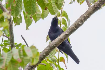 Sulawesi Cicadabird - Müllers Rupsvogel - Échenilleur morio