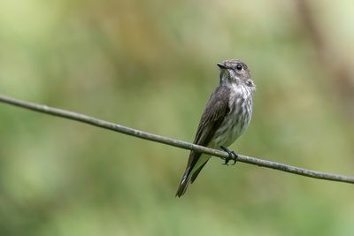 Grey-streaked Flycatcher - Gestreepte Vliegenvanger - Gobemouche à taches grises