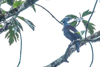 Western Crowned Pigeon - Kroonduif - Goura couronné