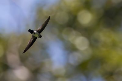 Glossy Swiftlet - Witbuikdwergsalangaan - Salangane soyeuse