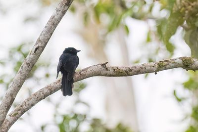 Drongo Fantail - Bergdrongo - Drongo papou