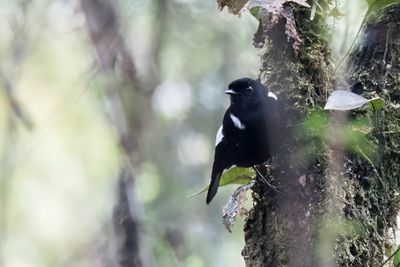 White-winged Robin - Witvleugelstruikvliegenvanger - Miro à ailes blanches
