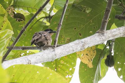 Dwarf Koel - Baardkoekoek - Coucou à tête noire