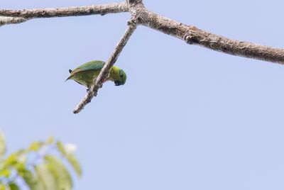 Salvadori's Fig-parrot - Salvadori's Vijgpapegaai - Psittacule de Salvadori (f)