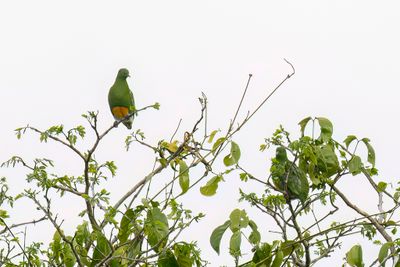 Orange-bellied Fruitdove - Oranjebuikjufferduif - Ptilope à ventre orange