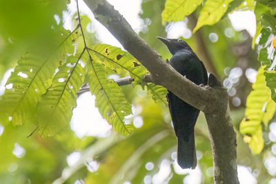Black Cicadabird - Zwarte Rupsvogel - Échenilleur mélanure