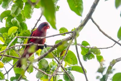 Black-winged Lory - Zwartvleugellori - Lori à joues bleues
