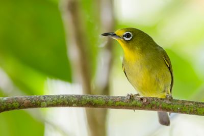 Yellowish White-eye - Filipijnse Brilvogel - Zostérops jaunâtre