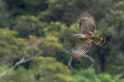 Philippine Honey Buzzard - Filipijnse Wespendief - Bondrée de Steere