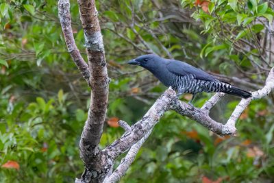 Visayan Cuckooshrike - Panayrupsvogel - Échenilleur des Visayas