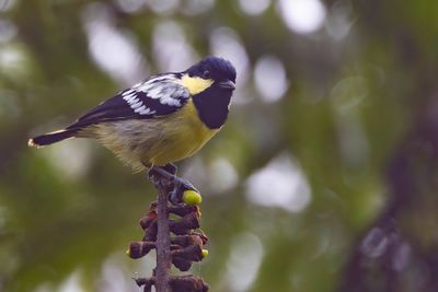 Elegant Tit - Ornaatmees - Mésange élégante