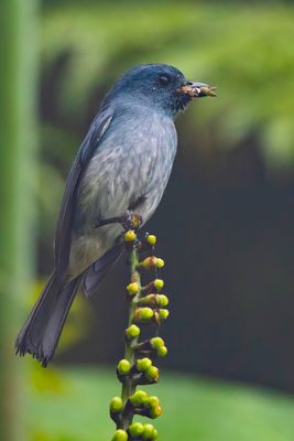 Turquoise Flycatcher - Panayvliegenvanger - Gobemouche des îles