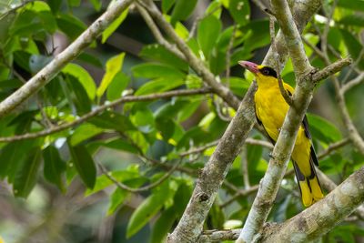 Black-naped Oriole - Chinese Wielewaal - Loriot de Chine