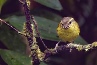 Negros Leaf Warbler - Luzonboszanger - Pouillot de Moseley