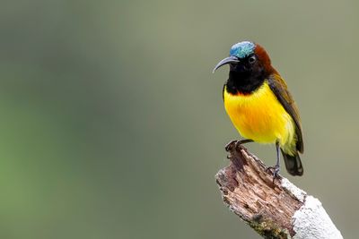 Maroon-naped Sunbird - Roodnekhoningzuiger - Souimanga de Steere (m)