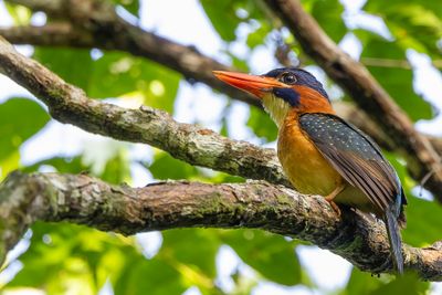 Blue-capped Kingfisher - Mindanaobosijsvogel - Martin-chasseur de Hombron