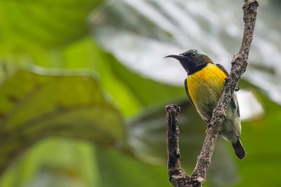 Purple-throated Sunbird - Purperkeelhoningzuiger - Souimanga de Hasselt (m)