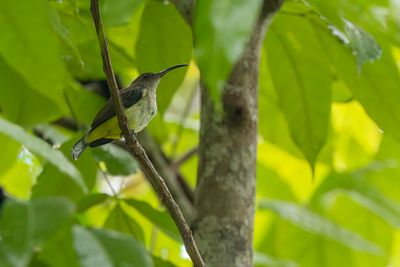 Orange-tufted Spiderhunter - Mindanaospinnenjager - Arachnothère flammé
