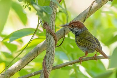 Green-backed Tailorbird - Trillersnijdervogel - Couturière d’Ogilvie-Grant