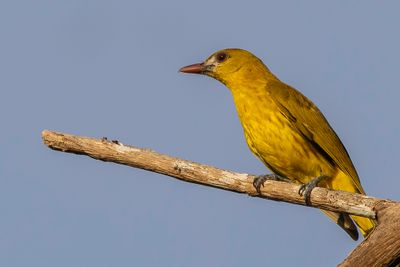 White-lored Oriole - Witteugelwielewaal - Loriot à face blanche