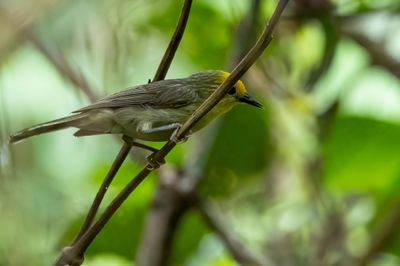 Golden-crowned Babbler - Goudkruinboomtimalia - Timalie à calotte dorée