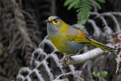 Birds of Taiwan 2025