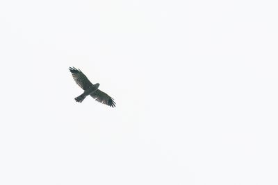 g13/45/1152345/3/175542179.4eb37173.JPEG