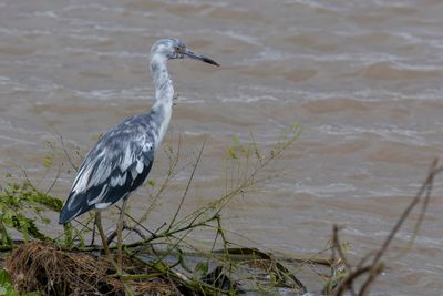 Little Blue Heron - Kleine Blauwe Reiger - Aigrette bleue (imm)