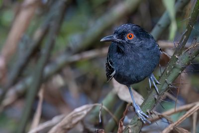 Black-tailed Antbird - Zwartstaartmierkruiper - Alapi  queue noire (m)