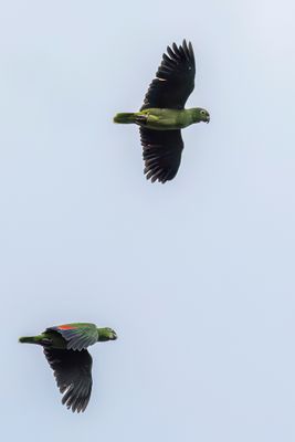 Mealy Amazon - Grote Amazone - Amazone poudre
