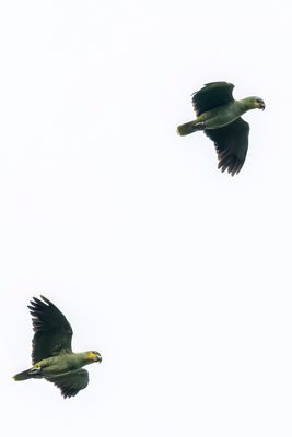Orange-winged Amazon - Oranjevleugelamazone - Amazone aourou