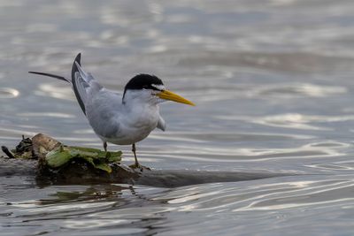 Yellow-billed Tern - Amazonestern - Sterne argente