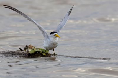 Yellow-billed Tern - Amazonestern - Sterne argente
