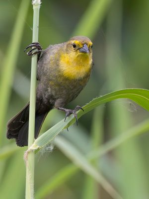 Yellow-hooded Blackbird - Geelkaptroepiaal - Carouge  capuchon (f)