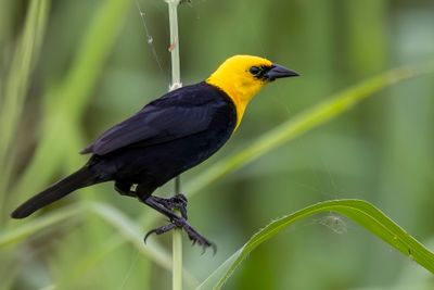 Birds of Colombia Amazon 2025