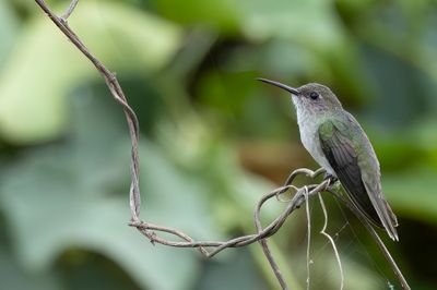 Olive-spotted Hummingbird - Olijfvlekkolibrie - Colibri  queue verte