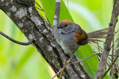 Dark-breasted Spinetail - Witkeelstekelstaart - Synallaxe  gorge blanche