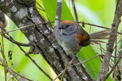 Dark-breasted Spinetail - Witkeelstekelstaart - Synallaxe  gorge blanche
