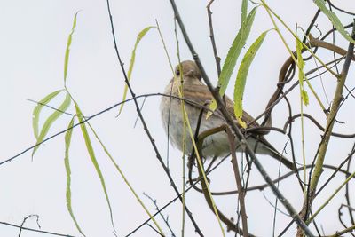 Little Ground Tyrant - Kleine Grondtiran - Dormilon fluviatile