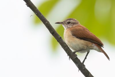 Lesser Hornero - Kleine Ovenvogel - Petit Fournier