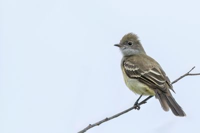 Large Elaenia - Grote Elenia - lnie remarquable